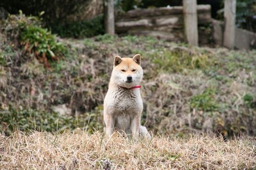 IMG_6830 とうとう上野先生は、石を放って追い返しました。
