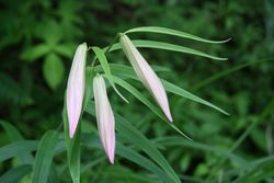 img20090116_4.jpg