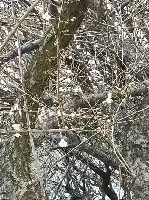 IMG20210210163908