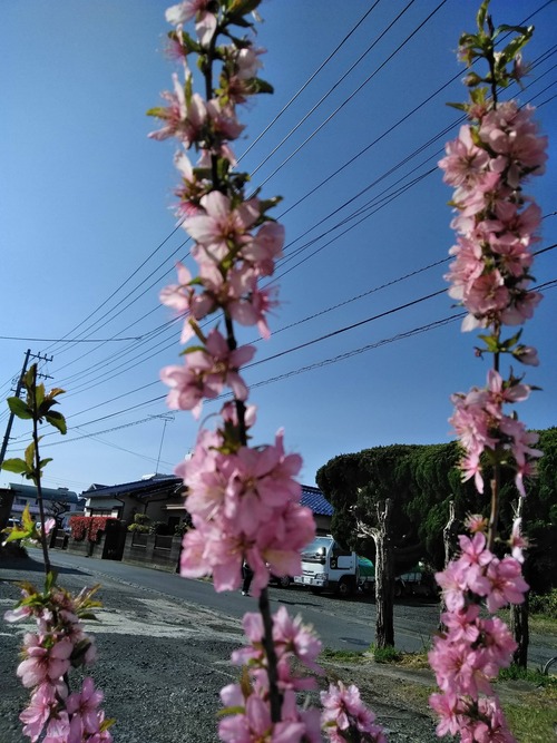 IMG_20190327_082757