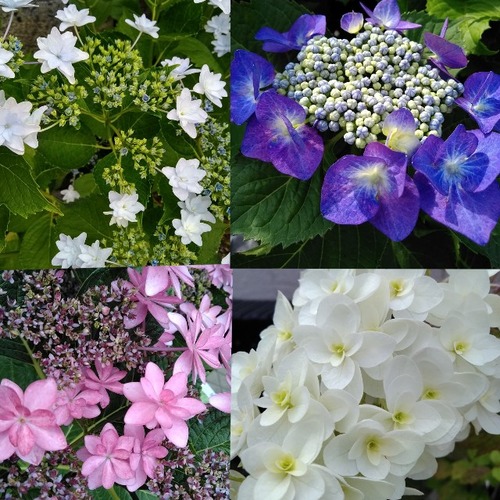 collon_20200617063322