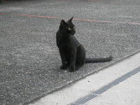 IMGくろねこ0001
