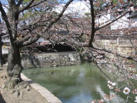 IMG_桜倉敷20001