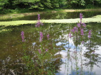 img20060801_3.jpg