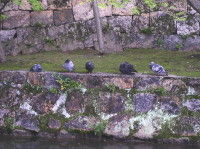 IMG_鳩90001