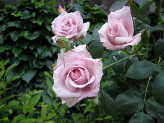 img20060522_1.jpg