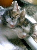 img20070718.jpg
