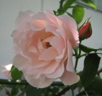 img20080510_1.jpg