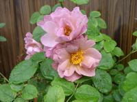 IMG_ばら５５0001