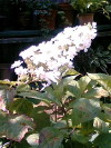 img20070624_1.jpg