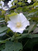 img20060916_1.jpg