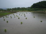 IMG_田植準備0001