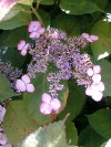 img20070624_4.jpg
