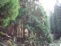 IMG杉30001