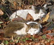 img20100119.jpg