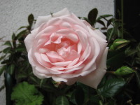 img20080519.jpg