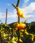 050925_1327%7E01.jpg