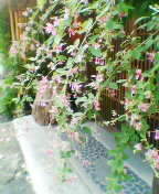 050918_0909%7E01.jpg