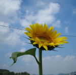 img20080717.jpg