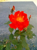 img20061106_3.jpg