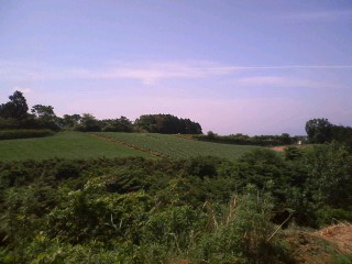 img20090603.jpg