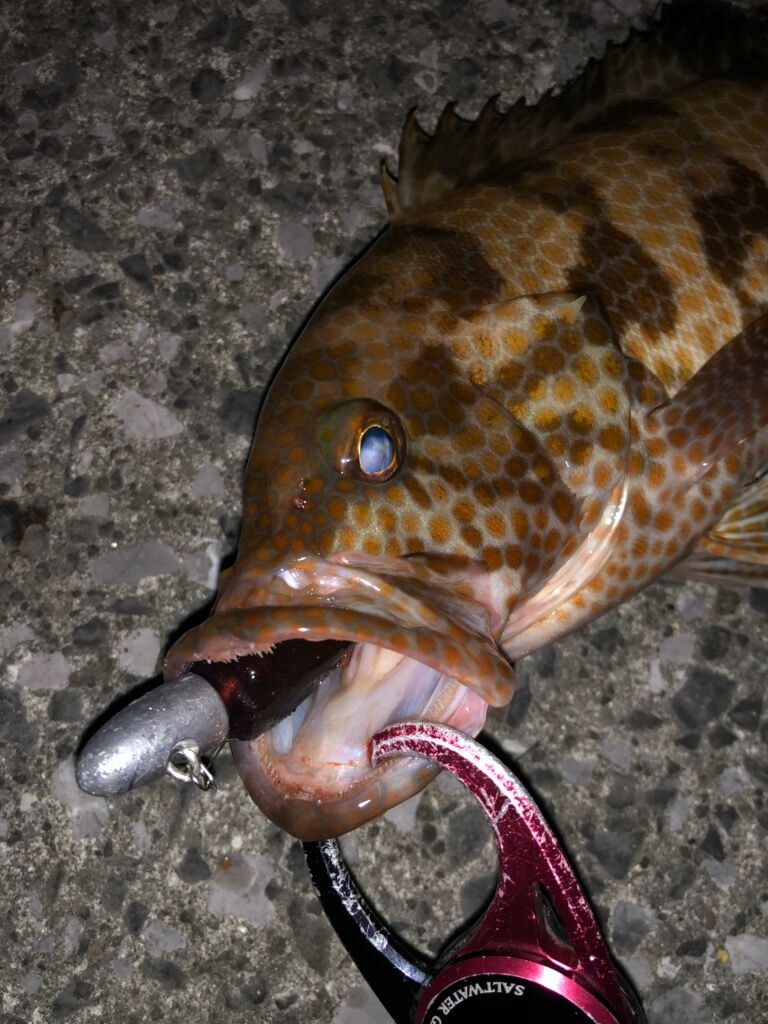 宮崎ロックフィッシュ Dreemup