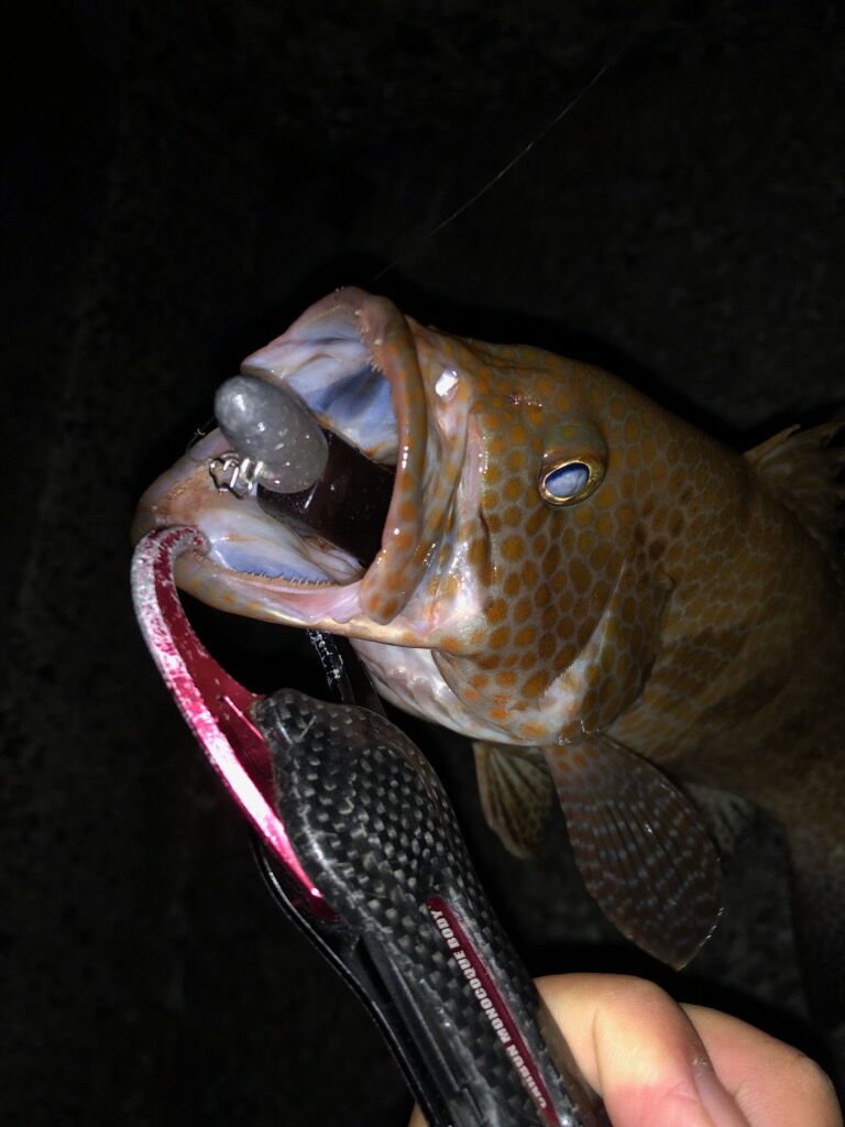 宮崎ロックフィッシュ Dreemup