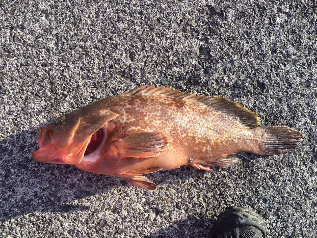 尾道真鯛 アコウ 釣果 Dreemup 尾道真鯛 アコウ 釣果 Dreemup