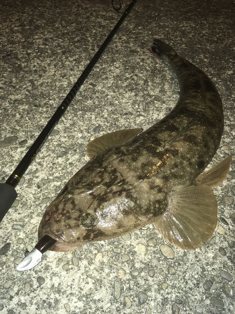 ドリームシャッドでナイトマゴチゲーム Dreemup