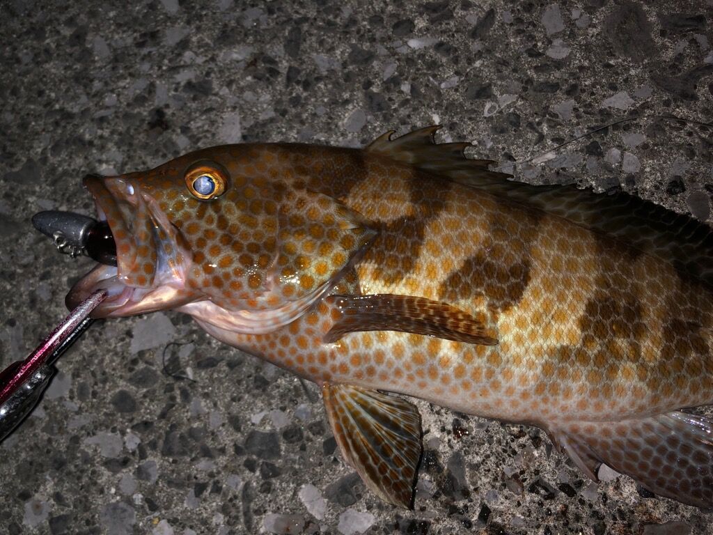 宮崎ロックフィッシュ Dreemup