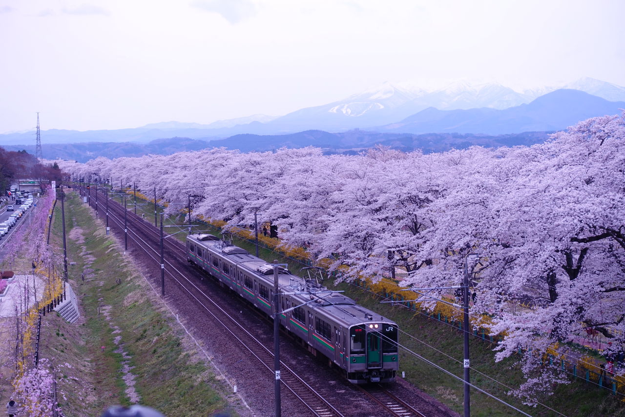 花見山公園 福島 と白石川堤一目千本桜 宮城 行ってきたどー ゲームゾンビの軌跡 時々山歩き