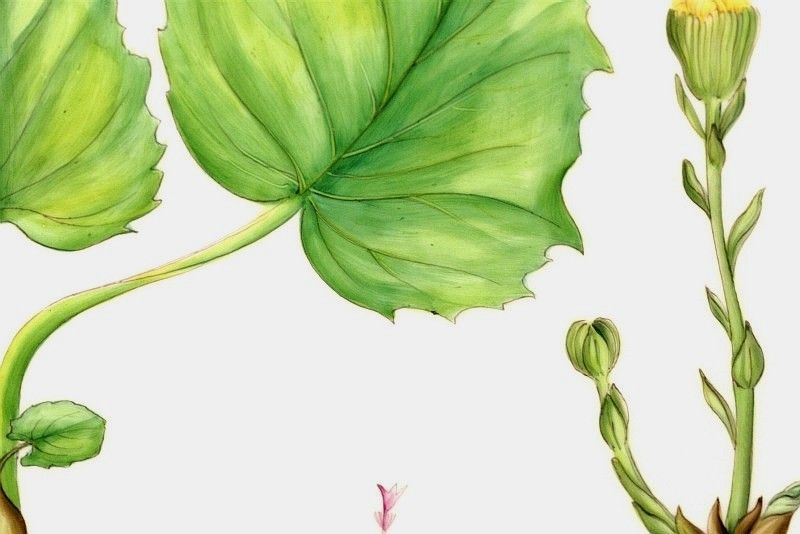 フローラダニカ ロイヤル コペンハーゲン ボタニカルアート アンティーク アーカイヴのブログ