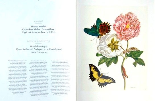 マイセンの花のカテゴリー その6 Ffブルーメ 後編 Ff Blume Ff Bukett アンティーク アーカイヴのブログ