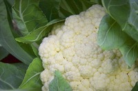 blumenkohl-01