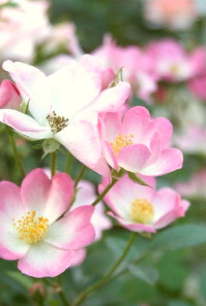 マイセンの花絵 イヌバラ イヌイバラ アンティーク アーカイヴのブログ マイセンの花絵 イヌバラ イヌイバラ アンティーク アーカイヴのブログ