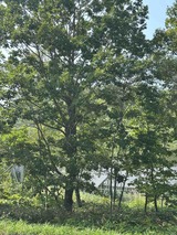 IMG_2619