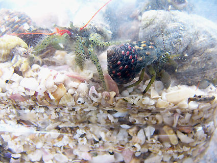 ヤドカリ3 Home Of Dr Grumman Blog