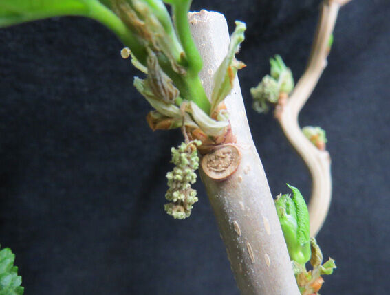 クワの花 : Home of Dr.Grumman Blog