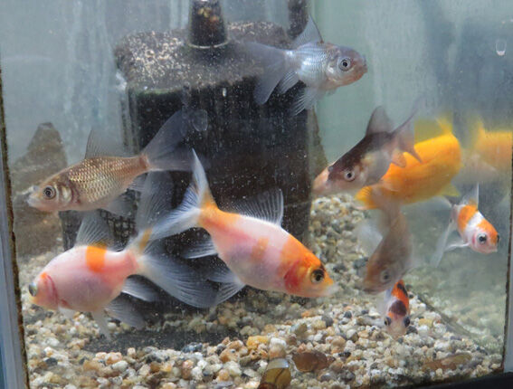 寿恵廣錦X青文魚 ハイブリッド2024 : Home of Dr.Grumman Blog 寿恵廣錦X青文魚 ハイブリッド2024 : Home of Dr.Grumman Blog