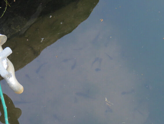 Newtrium Home Of Dr Grumman Blog