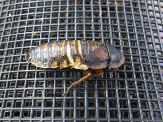 デュビア成虫の脱皮 デュビアの飼育 成虫また脱皮 5匹目 : Home