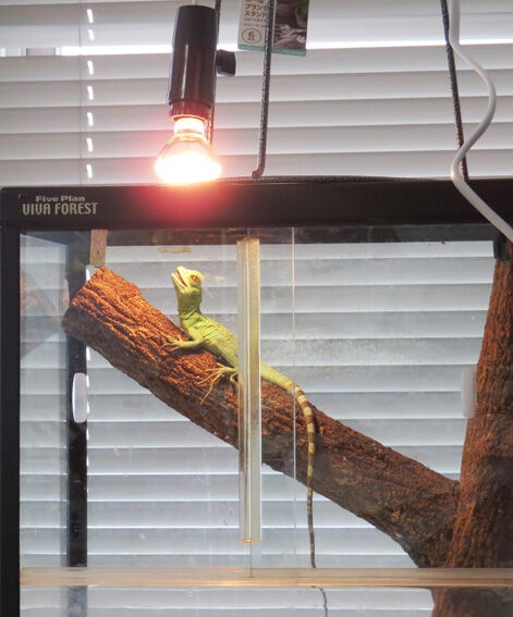 飼育ゲージバスキングライト