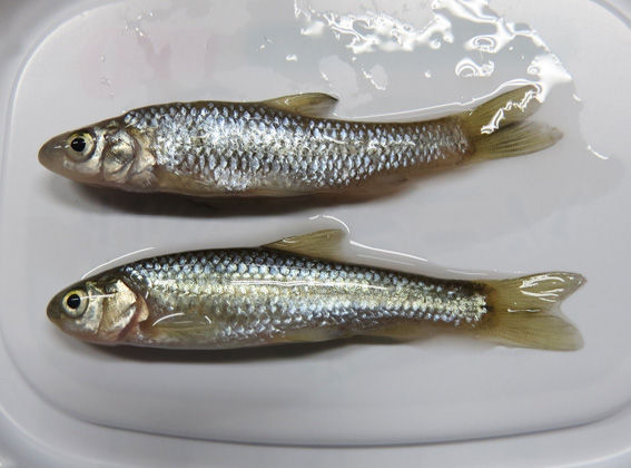 雑魚 2種 : Home of Dr.Grumman Blog