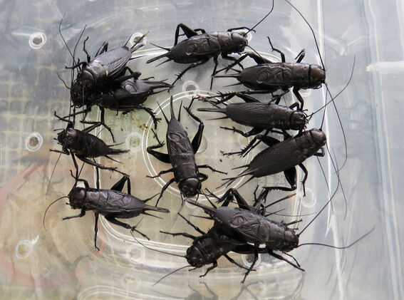 21年版 漆黒コオロギ フタホシコオロギの飼育 Home Of Dr Grumman Blog 21年版 漆黒コオロギ フタホシコオロギの飼育 Home Of Dr Grumman Blog