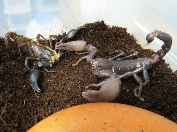 チャグロサソリ Home Of Dr Grumman Blog