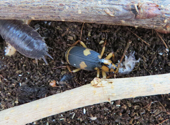 ついに確認！ ミイデラゴミムシの採餌風景 : Home of Dr.Grumman Blog