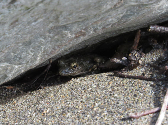 Nature Vivarium Garden カジカガエル Home Of Dr Grumman Blog Nature Vivarium Garden カジカガエル Home Of Dr Grumman Blog