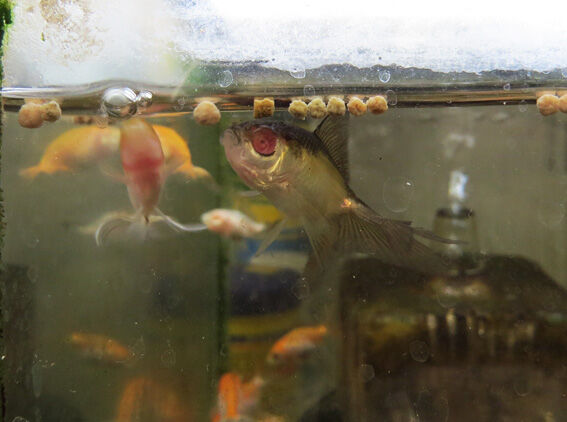 アイレス金魚 Home Of Dr Grumman Blog アイレス金魚 Home Of Dr Grumman Blog