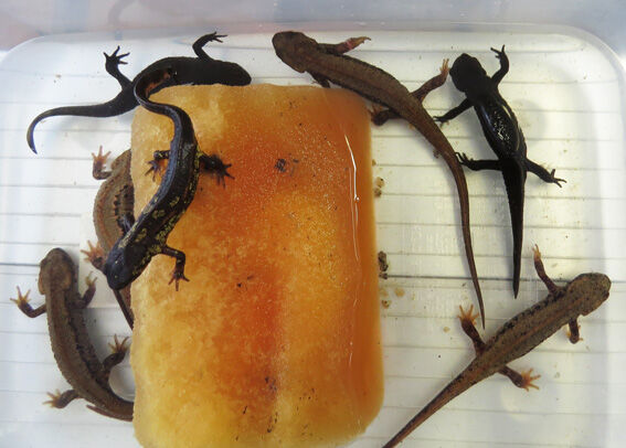 霜降りシリケンとオキナワシリケン Home Of Dr Grumman Blog