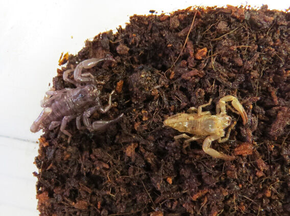 チャグロサソリの飼育 ベトナム産 Home Of Dr Grumman Blog